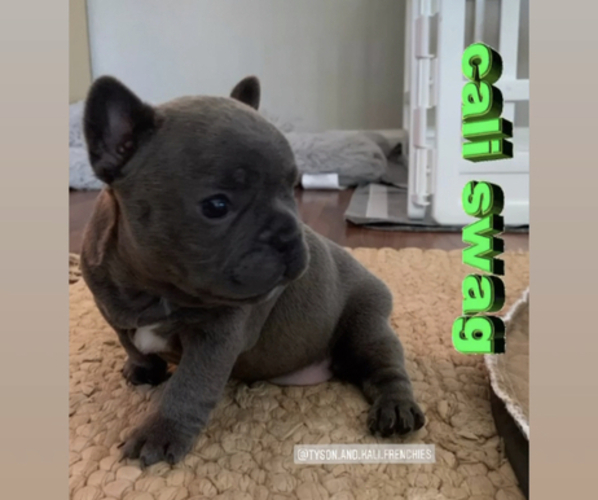 Medium Photo #1  Breeder Profile in CONCORD, CA, USA