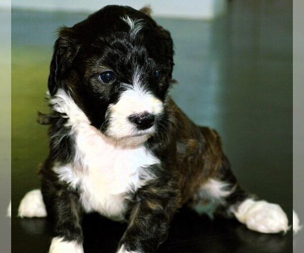 Medium Photo #18  Breeder Profile in MCALLEN, TX, USA
