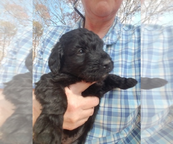 Medium Photo #1  Breeder Profile in SALEM, AL, USA