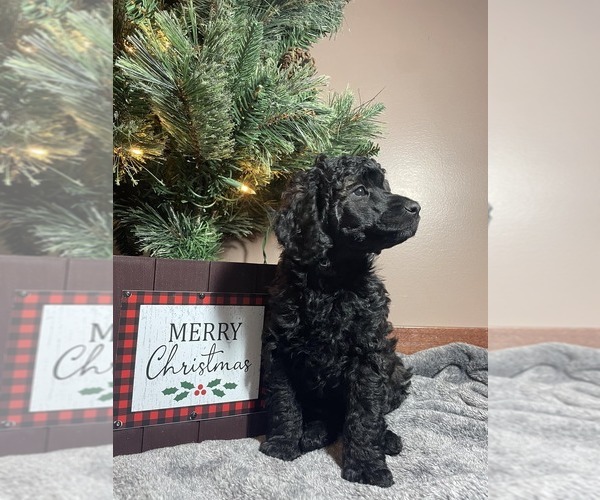 Medium Photo #1  Breeder Profile in WALHONDING, OH, USA
