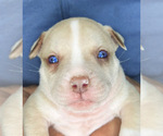 Small breeder photo