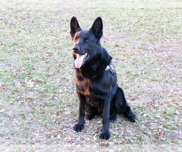 Medium Photo #1  Breeder Profile in HAMER, SC, USA