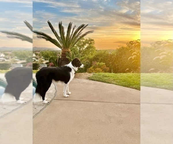 Medium Photo #30  Breeder Profile in CONWAY, MO, USA