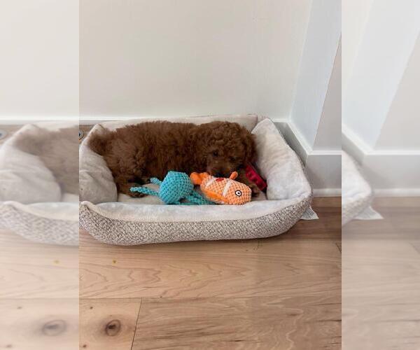 Medium Photo #22  Breeder Profile in GRAND RAPIDS, MI, USA