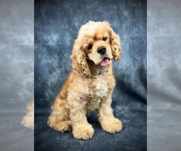 Medium Photo #73  Breeder Profile in Aylmer, Ontario, Canada