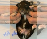 Small #40 Breeder Profile image