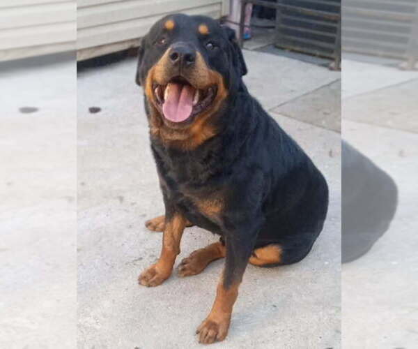 Medium Photo #5  Breeder Profile in BALTIMORE, MD, USA