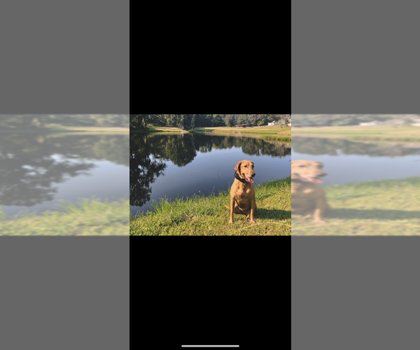 Medium Photo #6  Breeder Profile in CANTON, GA, USA