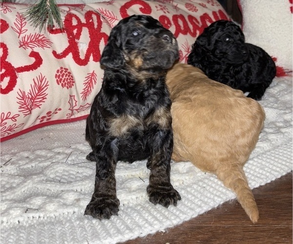 Medium Photo #2  Breeder Profile in DEXTER, MO, USA