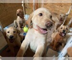 Small breeder photo