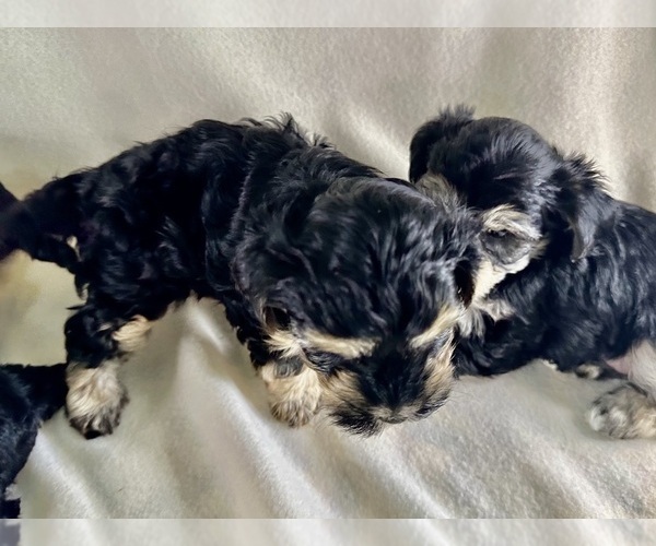 Medium Photo #2  Breeder Profile in ROCK HILL, SC, USA