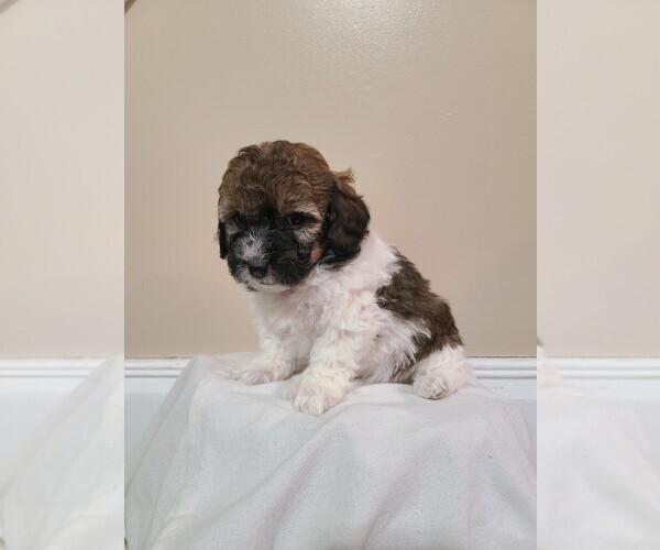 Medium Photo #1  Breeder Profile in ELDORADO, OH, USA