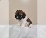 Small breeder photo