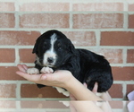 Small #6 Breeder Profile image