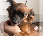 Small Photo #1 Chihuahua Breeder Profile in SAN ANTONIO, TX, USA