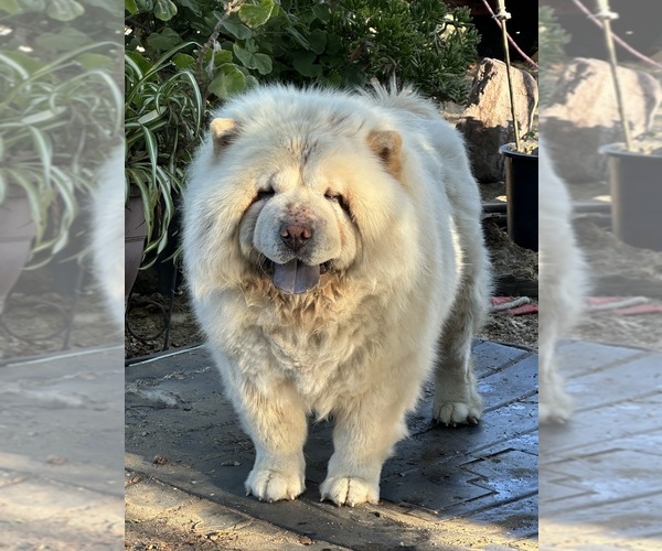 Medium Photo #2 Chow Chow Breeder Profile in FONTANA, CA, USA