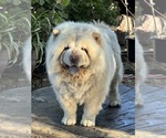 Small Photo #2 Chow Chow Breeder Profile in FONTANA, CA, USA