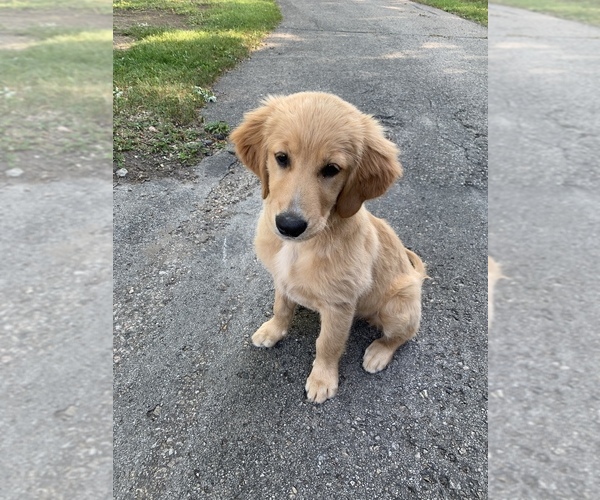 Medium Photo #10 Golden Retriever Breeder Profile in ROCHESTER, MN, USA