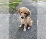 Small Photo #10 Golden Retriever Breeder Profile in ROCHESTER, MN, USA