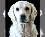 Small Photo #2 Golden Labrador Breeder Profile in FORT COLLINS, CO, USA
