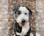 Small Photo #3 Sheepadoodle Breeder Profile in STALEY, NC, USA
