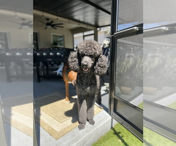 Medium Photo #1 Goldendoodle Breeder Profile in GIBSONTON, FL, USA