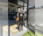 Small Photo #1 Goldendoodle Breeder Profile in GIBSONTON, FL, USA