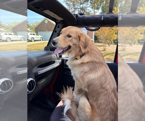 Medium Photo #1 Golden Pyrenees-Siberian Husky Mix Breeder Profile in HICKORY, NC, USA