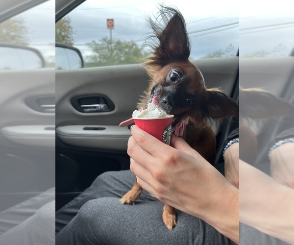 Medium Photo #3 Chihuahua Breeder Profile in SAN ANTONIO, TX, USA