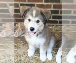 Small Photo #10 Golden Pyrenees-Siberian Husky Mix Breeder Profile in HICKORY, NC, USA