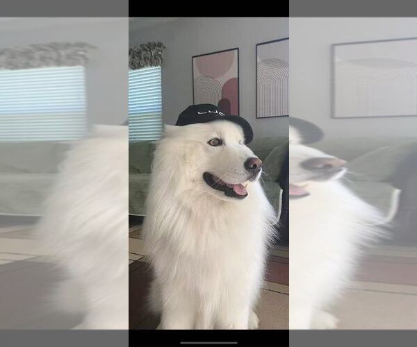 Medium Photo #4 Samoyed Breeder Profile in DALY CITY, CA, USA