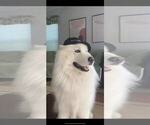 Small Photo #4 Samoyed Breeder Profile in DALY CITY, CA, USA