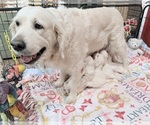 Small Photo #8 English Cream Golden Retriever Breeder Profile in MEDFORD TOWNSHIP, NJ, USA