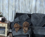 Small Photo #1 Poodle (Miniature) Breeder Profile in ELLICOTT CITY, MD, USA