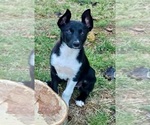 Small Photo #11 Border Kelpie Breeder Profile in CAMAS, WA, USA