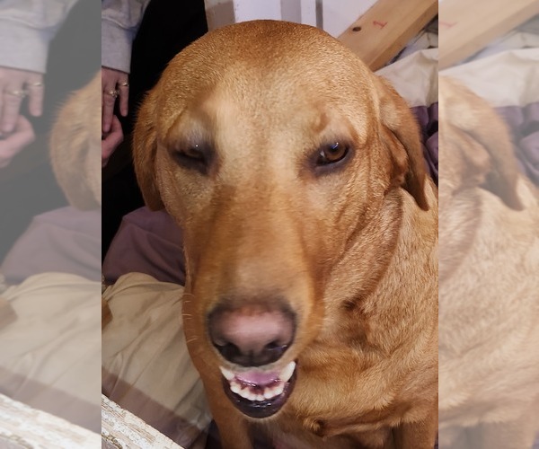 Medium Photo #4 Labrador Retriever Breeder Profile in BUFFALO, NY, USA