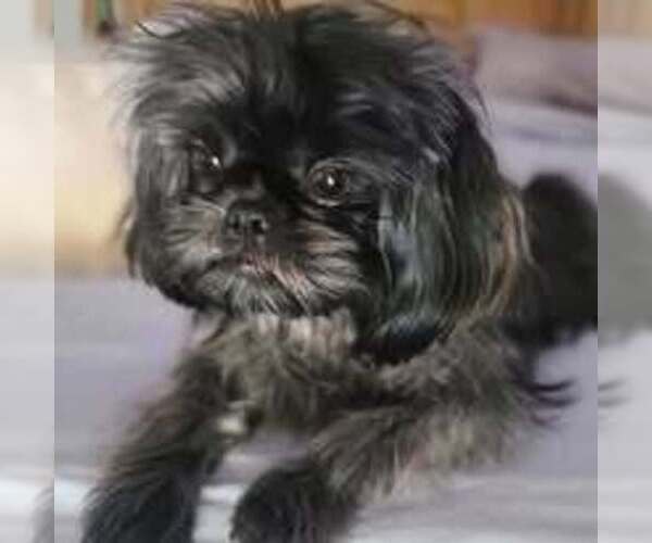 Medium Photo #1 Shih Tzu Breeder Profile in WESLEY CHAPEL, FL, USA