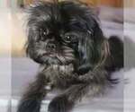 Small Photo #1 Shih Tzu Breeder Profile in WESLEY CHAPEL, FL, USA