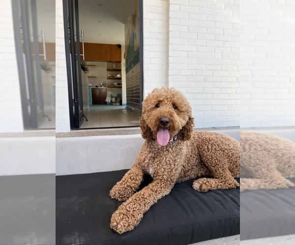 Medium Photo #1 Goldendoodle Breeder Profile in OAKLAND, CA, USA