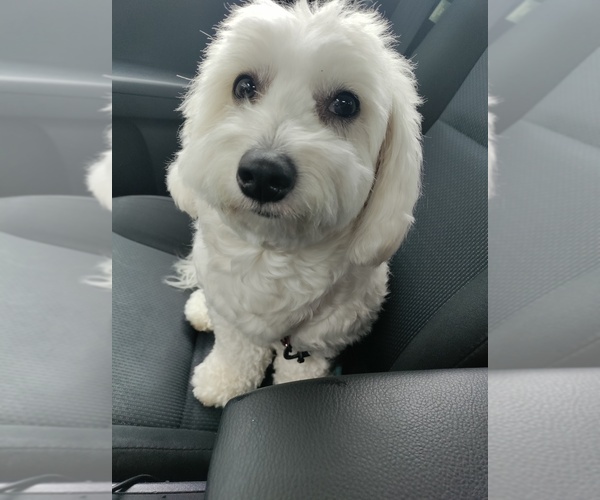 Medium Photo #2 Maltipoo Breeder Profile in BREMERTON, WA, USA