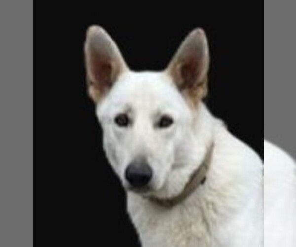 Medium Photo #1 German Shepherd Dog Breeder Profile in WARRENTON, NC, USA