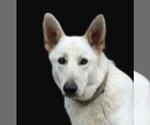 Small Photo #1 German Shepherd Dog Breeder Profile in WARRENTON, NC, USA