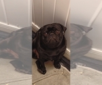 Small Photo #1 Pug Breeder Profile in MAXWELL, NM, USA
