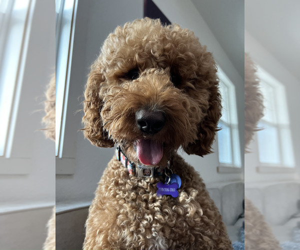 Medium Photo #6 Goldendoodle Breeder Profile in OAKLAND, CA, USA