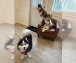 Small Photo #8 Pomsky Breeder Profile in VENUS, PA, USA