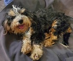 Small Photo #2 Bernedoodle (Miniature) Breeder Profile in LEETONIA, OH, USA