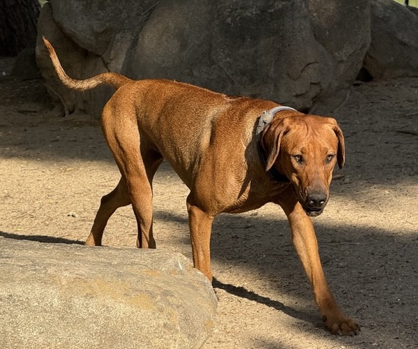 Medium Photo #8 Labrador Retriever-Rhodesian Ridgeback Mix Breeder Profile in FRESNO, CA, USA