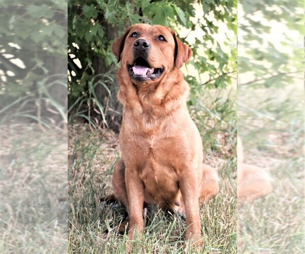 Medium Photo #1 Labrador Retriever Breeder Profile in SYRACUSE, IN, USA