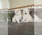 Small Photo #22 Samoyed Breeder Profile in DALY CITY, CA, USA