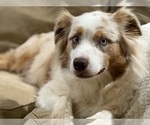 Small Photo #4 Australian Shepherd Breeder Profile in GREER, SC, USA